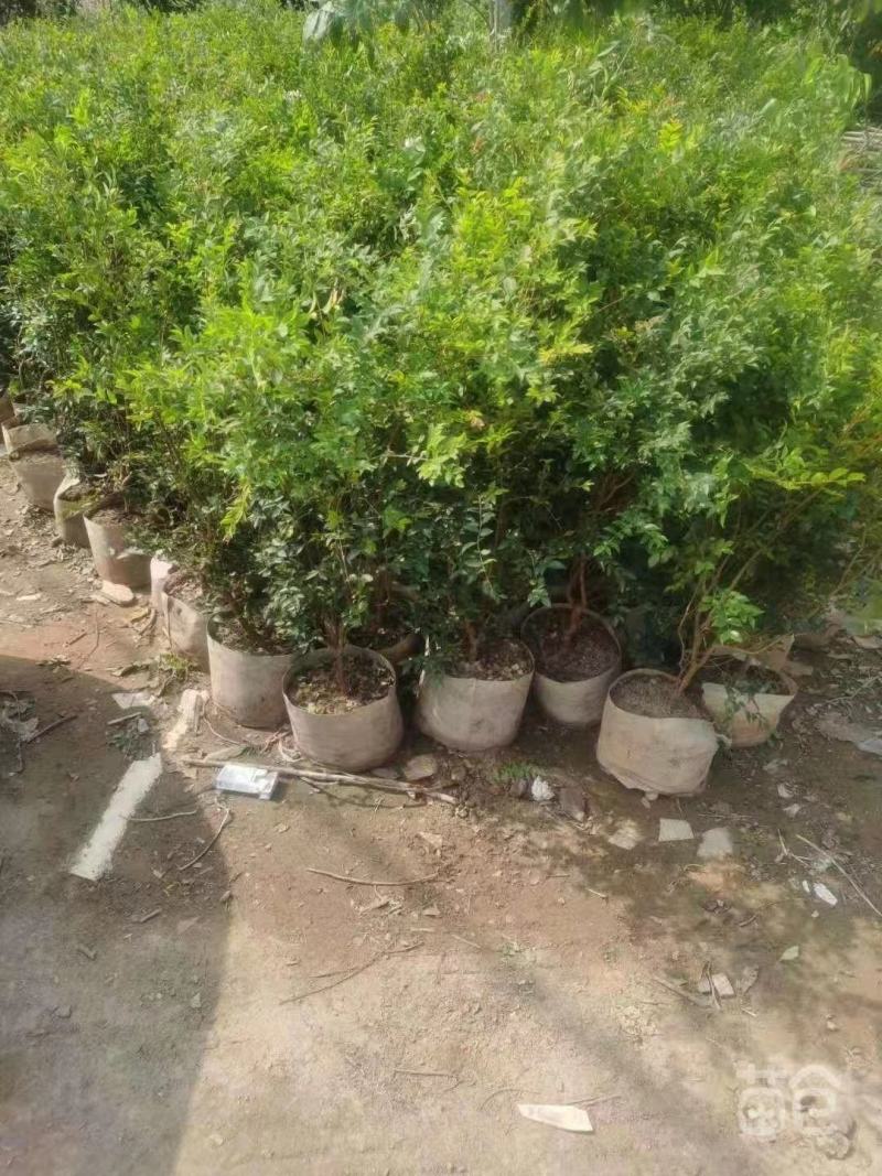 大量出售嘉宝果树苗；价格面议