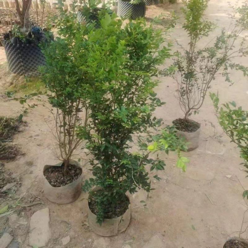 大量出售嘉宝果树苗；价格面议