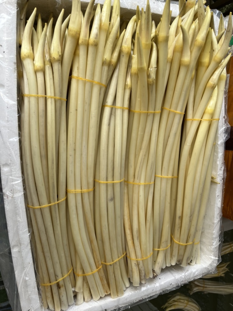 湖北特色藕尖。一手货源。欢迎来电。