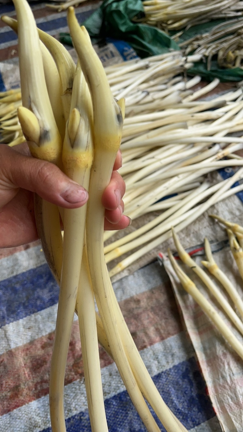 湖北特色藕尖。一手货源。欢迎来电。
