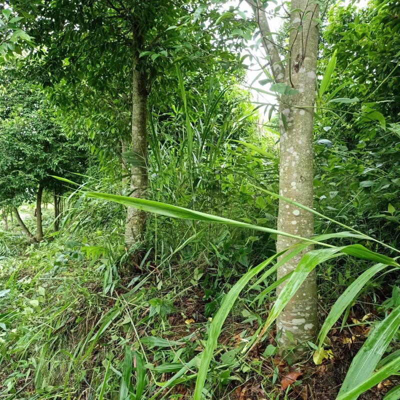 出售沉香树