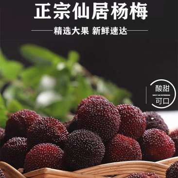 正宗仙居杨梅新鲜现采现发东魁荸荠杨梅孕妇当季水果