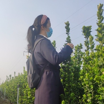 各种规格打底的丛生北海道北海道黄杨苗基地直供