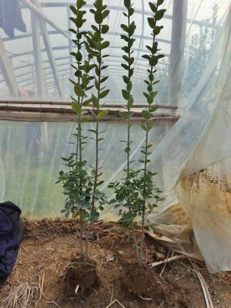 各种规格打底的丛生北海道北海道黄杨苗基地直供