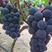 （实力供货）河北威县夏黑葡萄，糖分达到17以上，货源充足