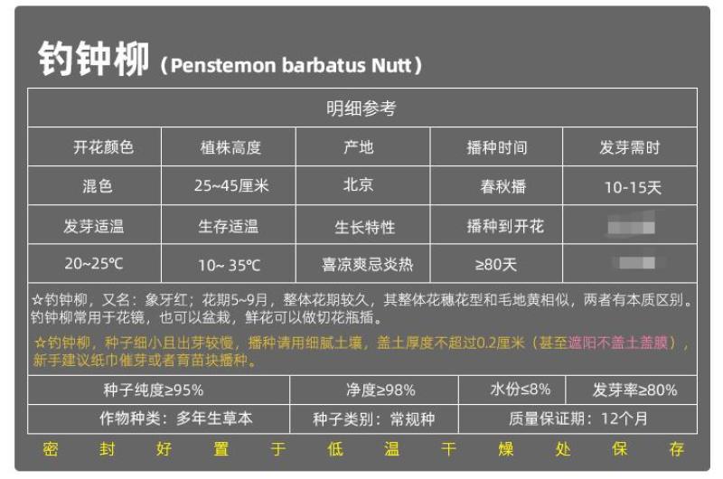 钓钟柳种子吊钟柳花卉种子阳台草花种子景观花海花种子花籽