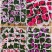 重瓣大岩桐四季开花好养带花带花苞发货