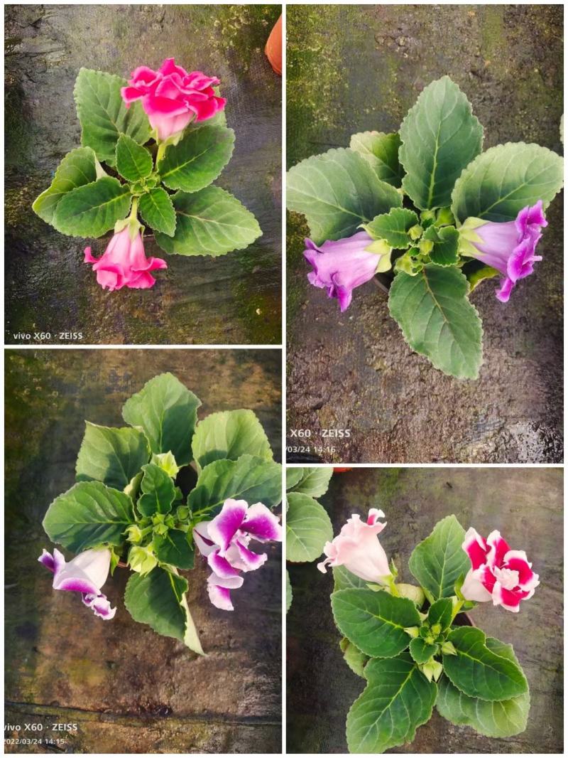 重瓣大岩桐四季开花好养带花带花苞发货