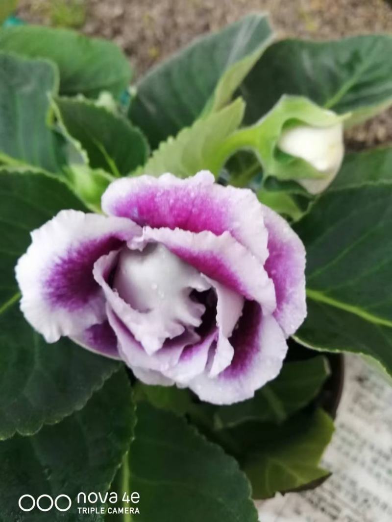 重瓣大岩桐四季开花好养带花带花苞发货