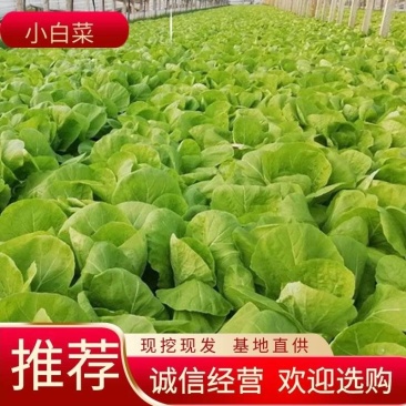 【小白菜】精品毛白菜大量上市新鲜现挖量大价优欢迎采购