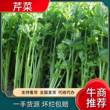 【香芹】精品芹菜产区直发种植大户基地直销可视频看货