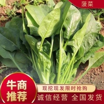 【菠菜】精品大叶菠菜大量上市现挖现发欢迎采购