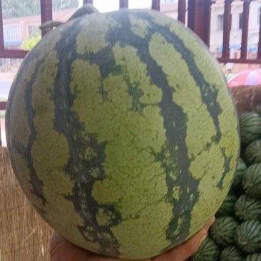 精品美都，8424西瓜无绮形，不空心，果型好。