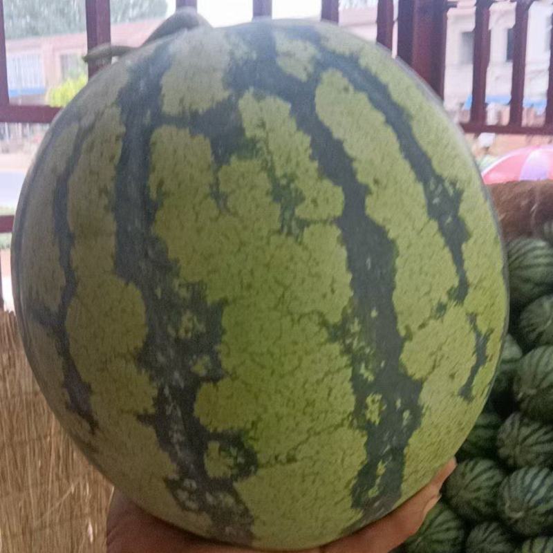 精品美都，8424西瓜无绮形，不空心，果型好。