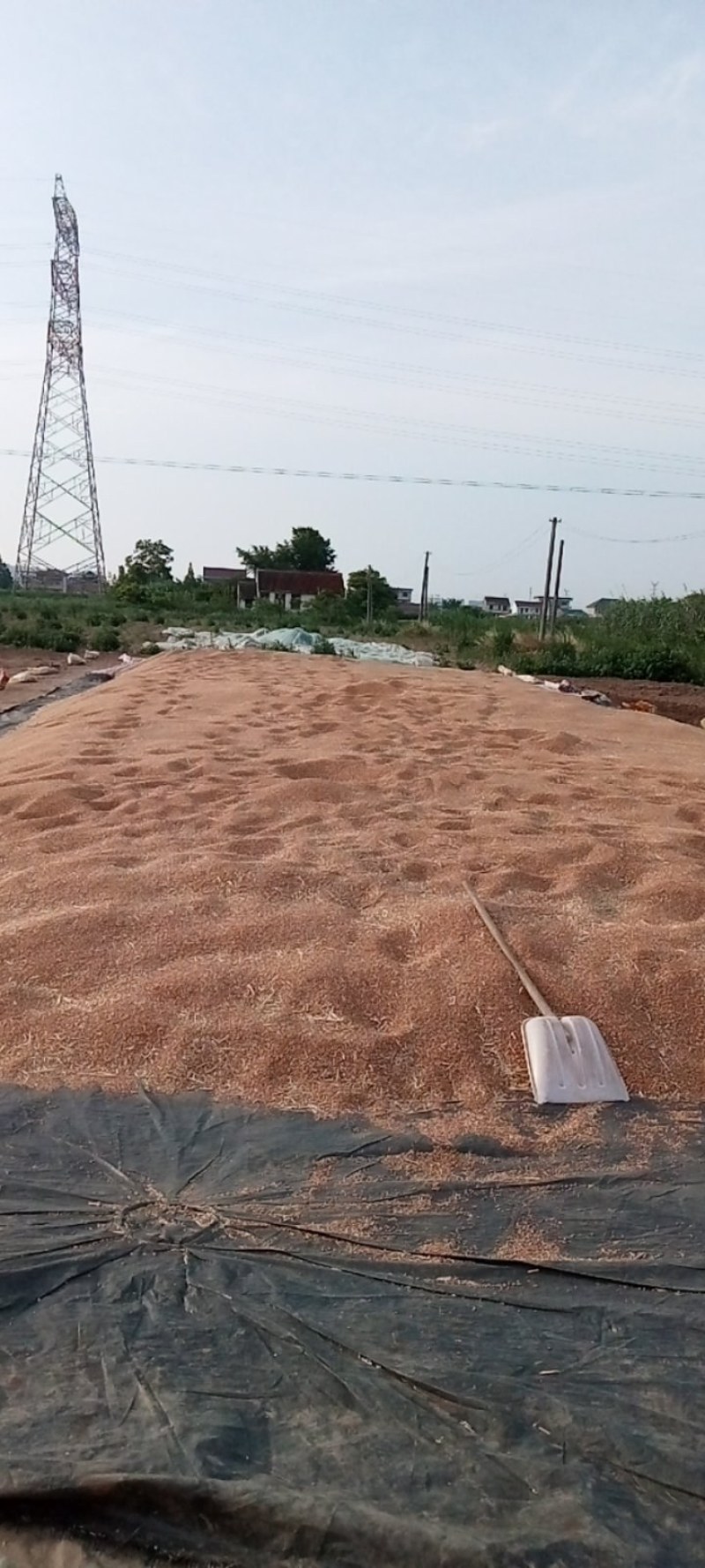 小麦，高筋麦，，，，，，，，，，，，，，，