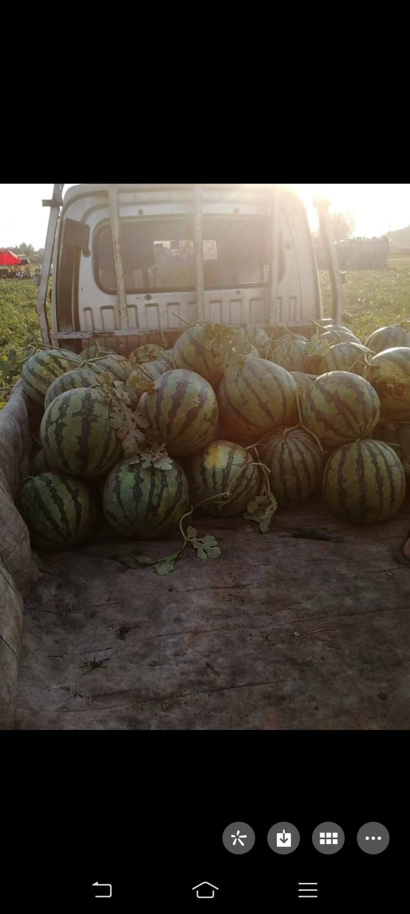 嘉祥县仲山镇狼山屯沙窝西瓜大量上市