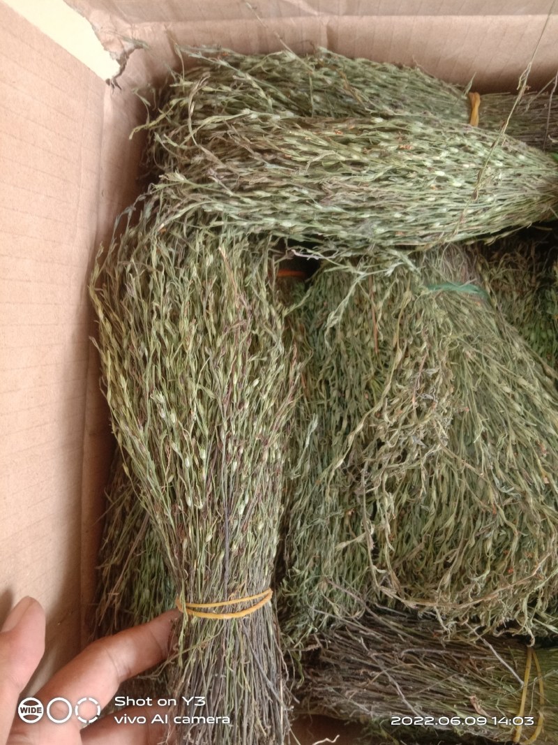 新货独脚金