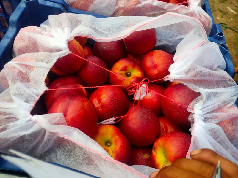 【精品】河北饶阳油桃油蟠桃毛桃大量上市，诚信代发，欢迎联系