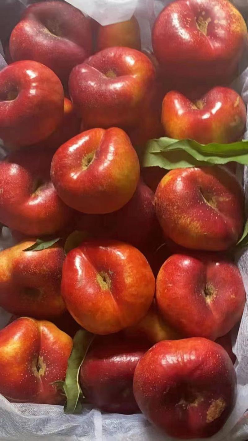 【精品】河北饶阳油桃油蟠桃毛桃大量上市，诚信代发，欢迎联系