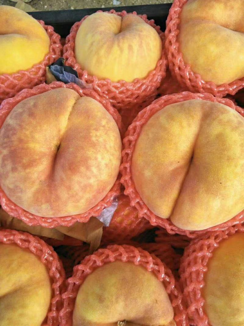 【精品】河北饶阳油桃油蟠桃毛桃大量上市，诚信代发，欢迎联系