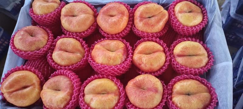 【精品】河北饶阳油桃油蟠桃毛桃大量上市，诚信代发，欢迎联系