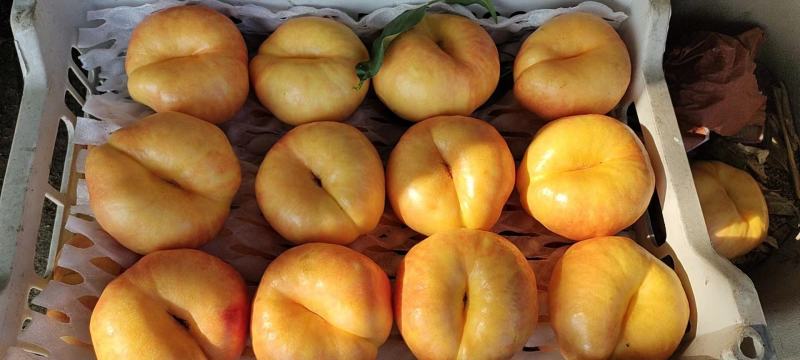 【精品】河北饶阳油桃油蟠桃毛桃大量上市，诚信代发，欢迎联系