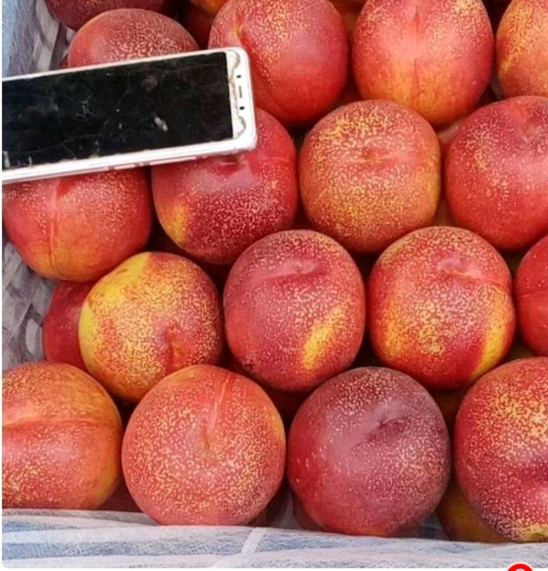 【精品】河北饶阳油桃油蟠桃毛桃大量上市，诚信代发，欢迎联系