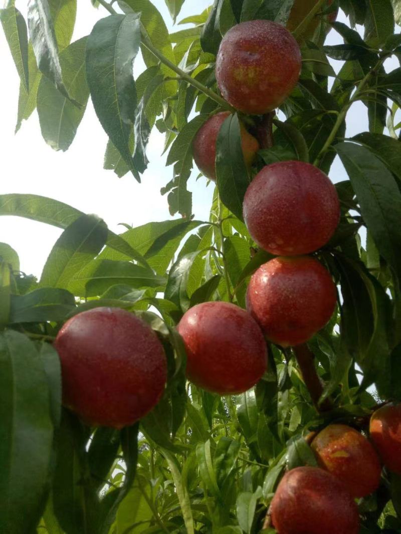 【精品】河北饶阳油桃油蟠桃毛桃大量上市，诚信代发，欢迎联系