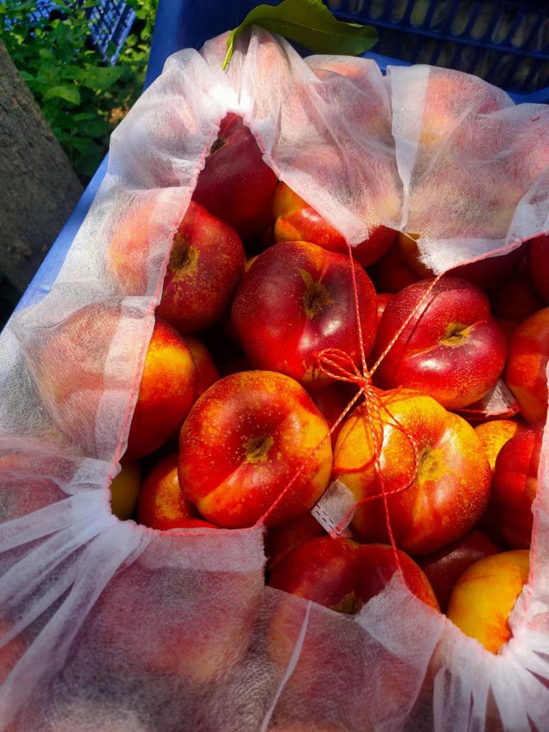 【精品】河北饶阳油桃油蟠桃毛桃大量上市，诚信代发，欢迎联系
