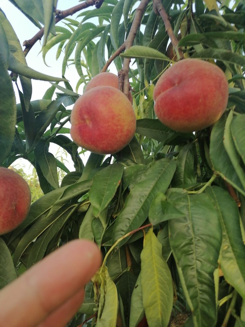 油桃上市品种齐全量大从优质量保障视频看货等您来电
