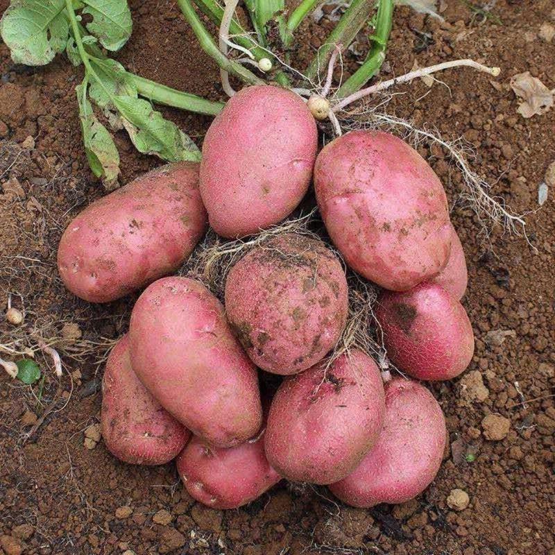 云南红皮土豆粉面老品种高山农家种植土豆