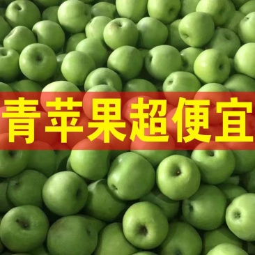 早熟青苹果【藤木/辽伏】大量上市产地量大便宜质量好
