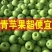 早熟青苹果【藤木/辽伏】大量上市产地量大便宜质量好