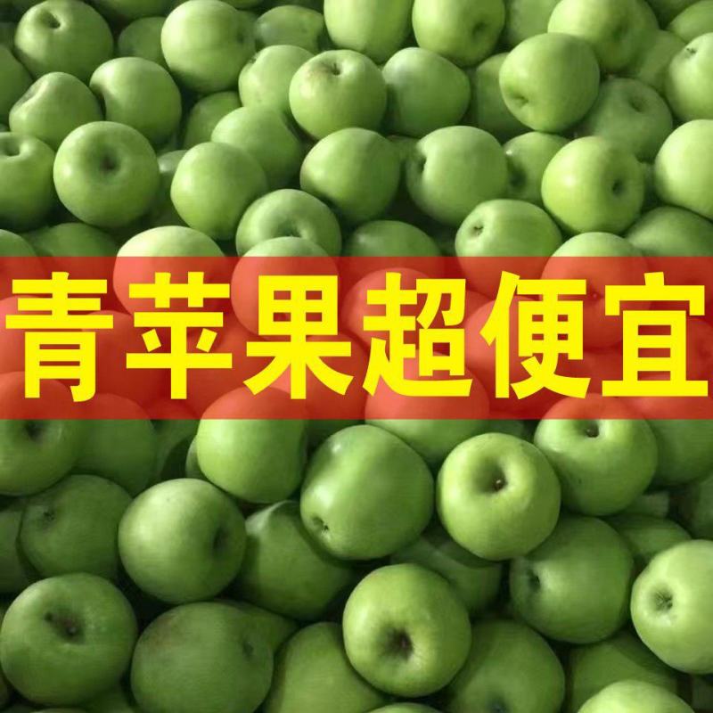 早熟青苹果【藤木/辽伏】大量上市产地量大便宜质量好