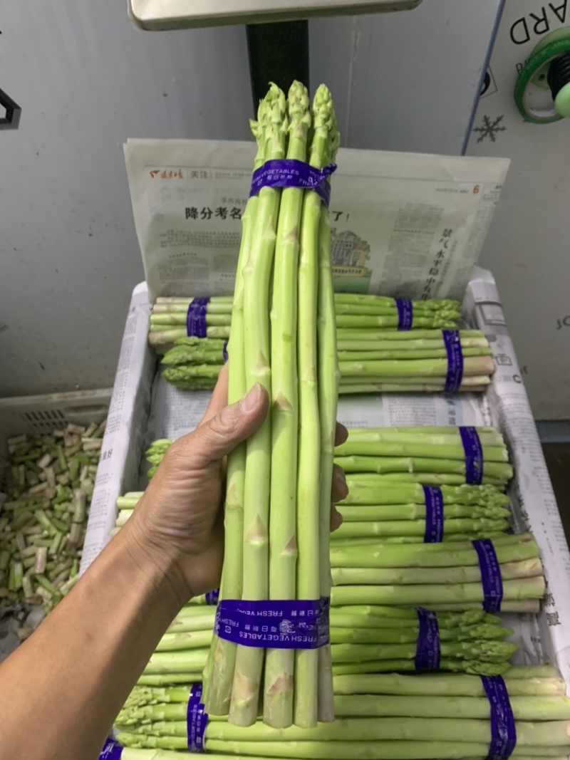 福建省漳州市绿芦笋规格：特大，大笋，中笋，精中，笋花，头