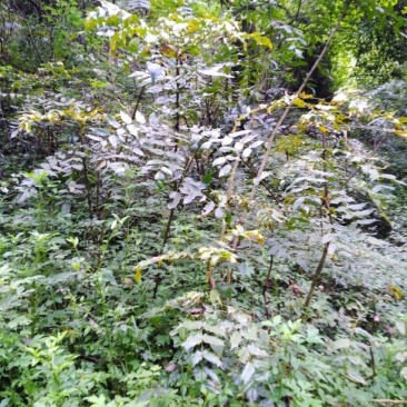 野生.土黄莲.药性足，浓厚，视频看货，质量保证