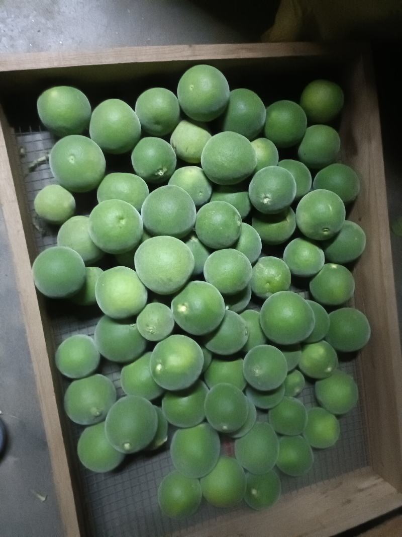 橘红连刀果，货源充足大量从优