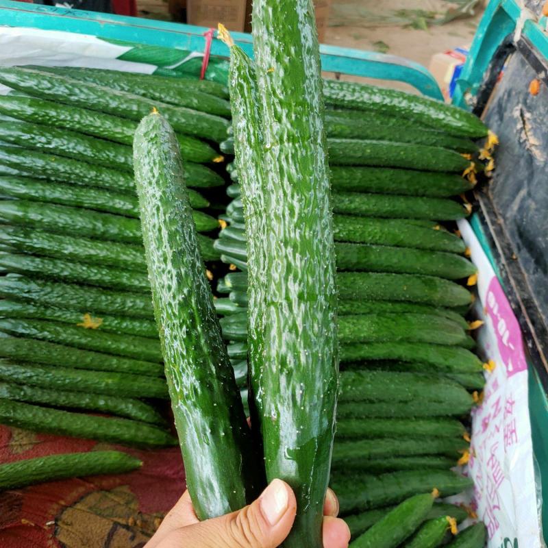 黄瓜，优质黄瓜大量供应，产地直供，代发全国，各种蔬菜供应