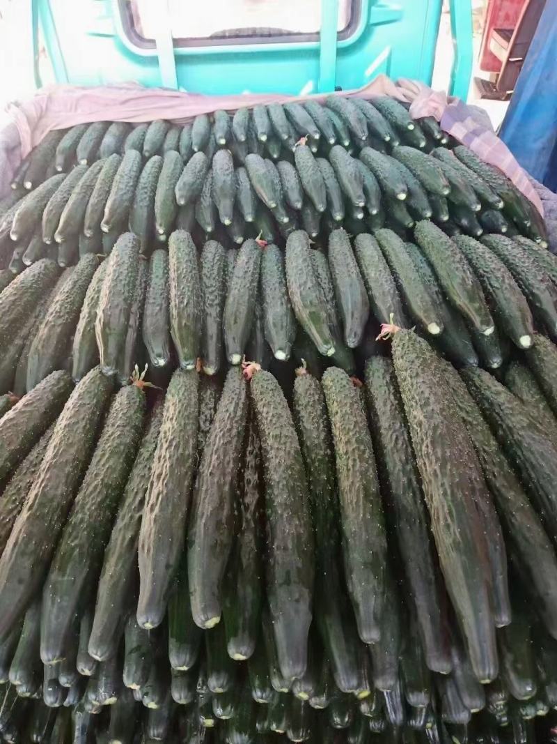 黄瓜，优质黄瓜大量供应，产地直供，代发全国，各种蔬菜供应