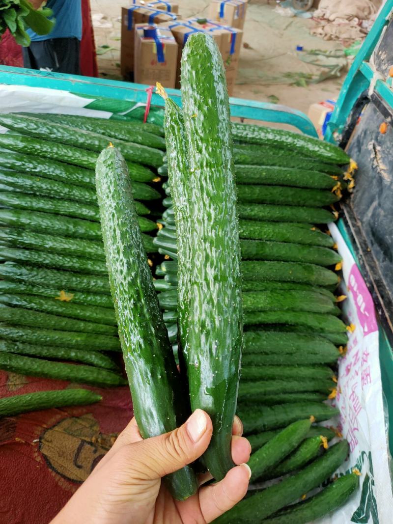 黄瓜，优质黄瓜大量供应，产地直供，代发全国，各种蔬菜供应