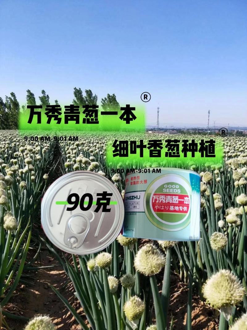万秀青葱一本铁杆刚葱四季香葱一代种子厂家直销