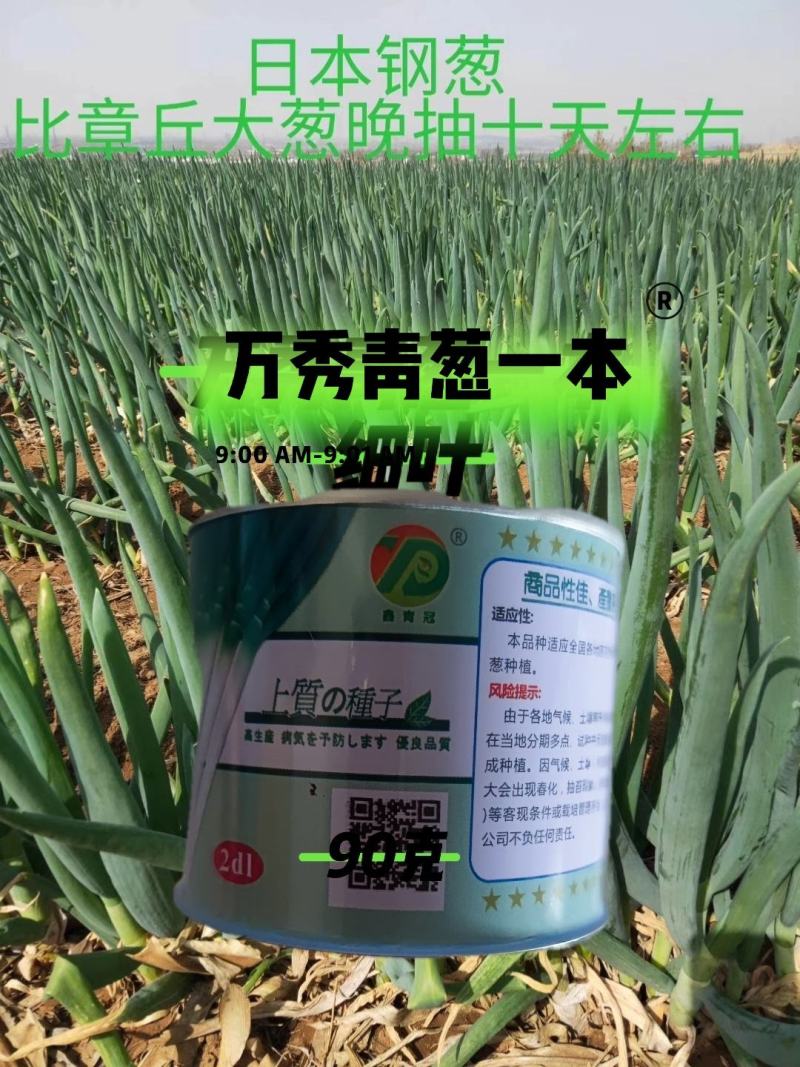万秀青葱一本铁杆刚葱四季香葱一代种子厂家直销