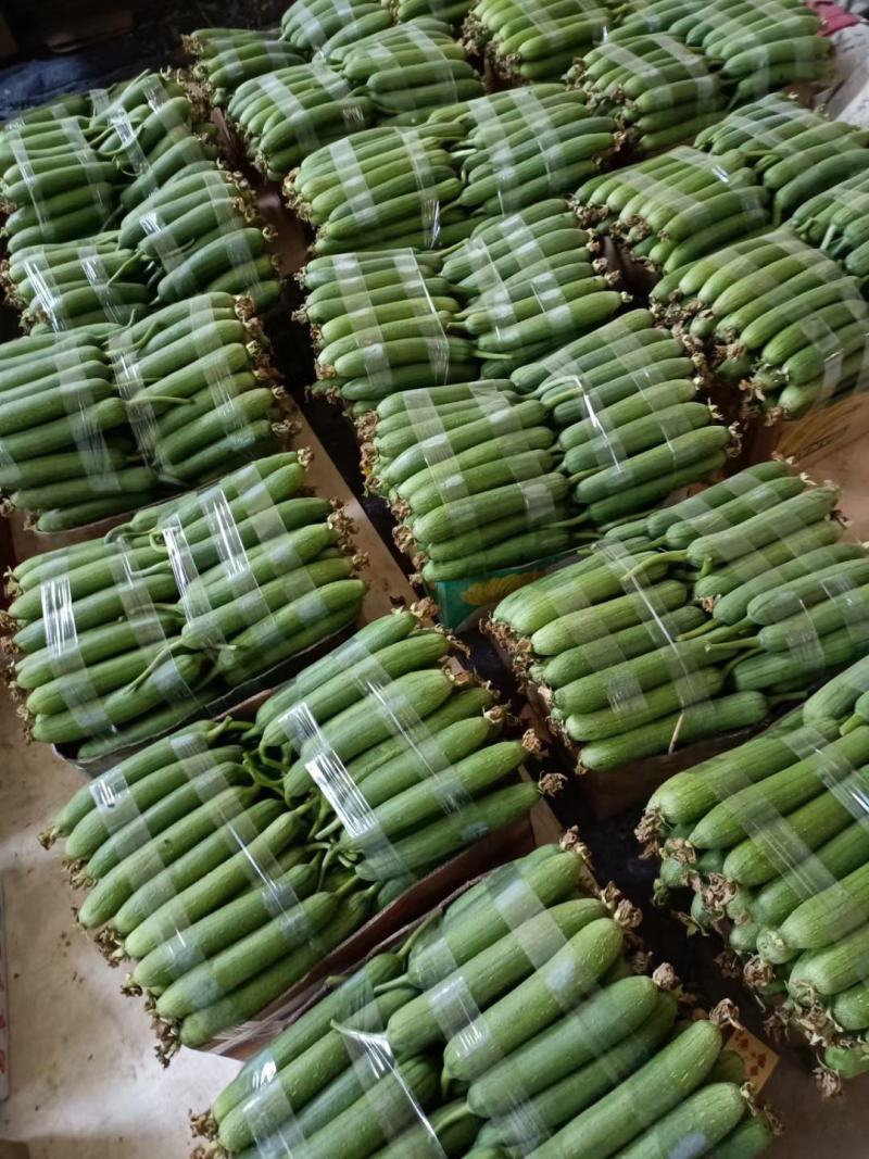 精品丝瓜大量上市需要的赶快联系！！！！