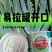 万秀青葱一本铁杆刚葱四季香葱一代种子厂家直销