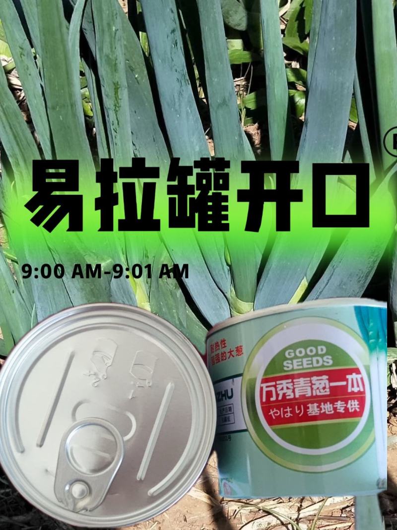 万秀青葱一本铁杆刚葱四季香葱一代种子厂家直销