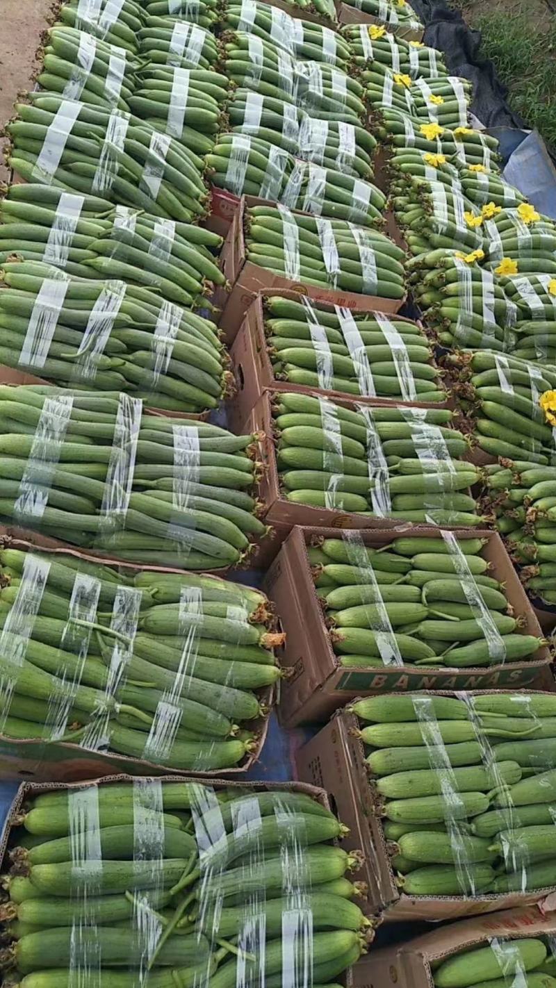 精品丝瓜大量上市需要的赶快联系！！！！
