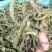 化石草野生化石草产于云南大理地区，大叶子，有孢子，纯野生