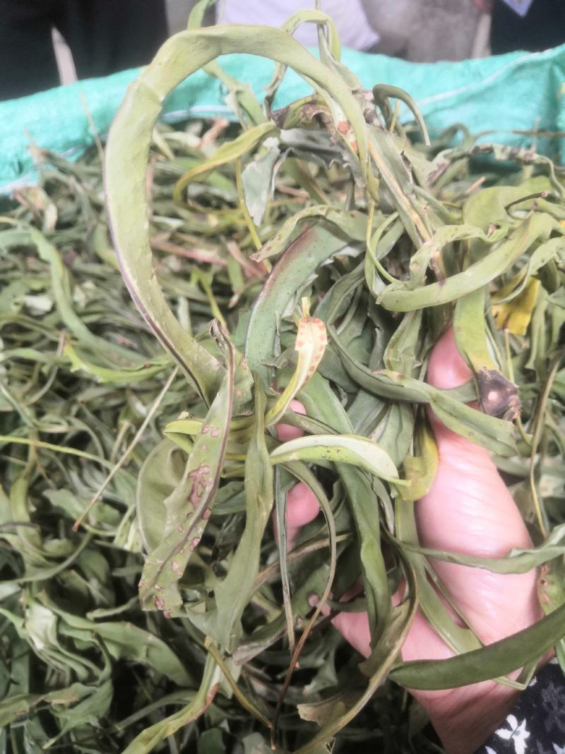化石草野生化石草产于云南大理地区，大叶子，有孢子，纯野生