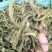 化石草野生化石草产于云南大理地区，大叶子，有孢子，纯野生