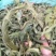 化石草野生化石草产于云南大理地区，大叶子，有孢子，纯野生